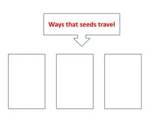 Ways that seeds travel
