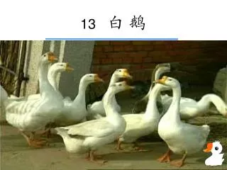 13 白 鹅