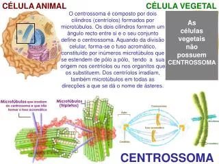 CENTROSSOMA