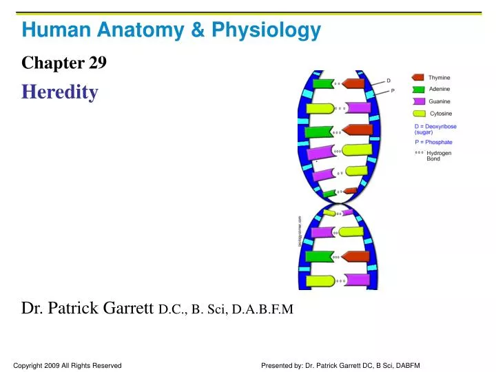 human anatomy physiology