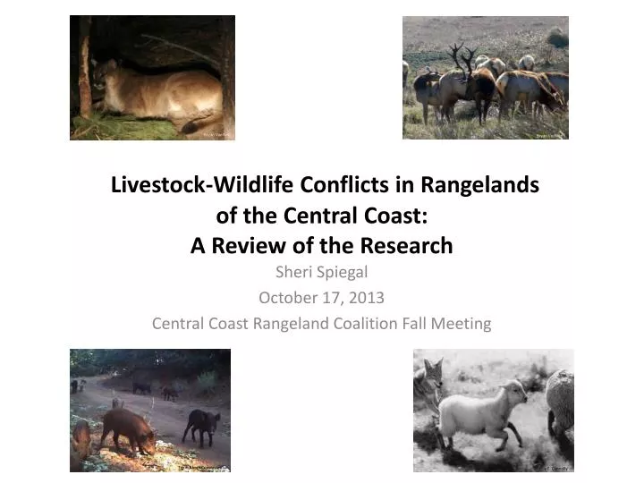 livestock wildlife conflicts in rangelands of the central coast a review of the research