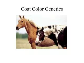 Coat Color Genetics