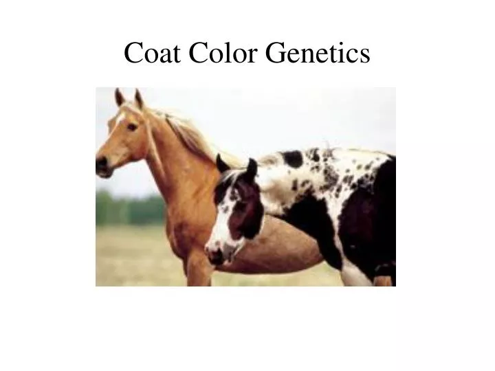 coat color genetics