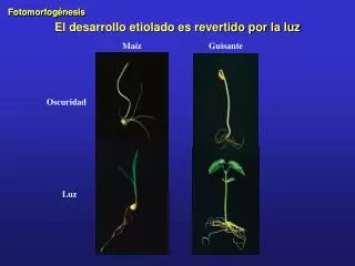 El desarrollo etiolado es revertido por la luz