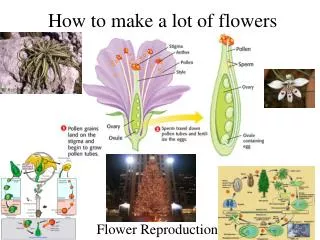 How to make a lot of flowers