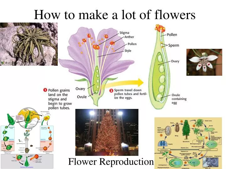 how to make a lot of flowers