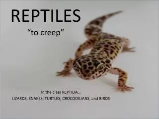 REPTILES “to creep”