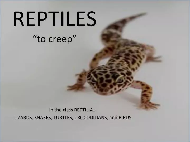 reptiles to creep