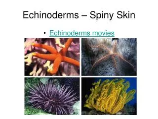 Echinoderms – Spiny Skin