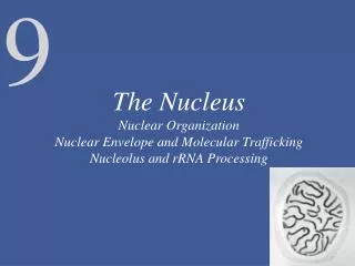 The Structure and Function of the Nuclear Envelope