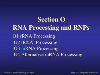 O1 rRNA Processing and Ribosome