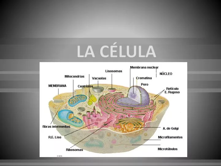 la c lula