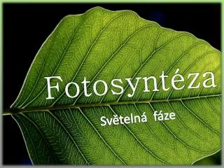 Fotosyntéza