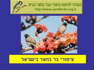 ציפורי בר בחצר בישראל