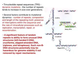 Mechanism of the genetic instability of the TRS during replication.