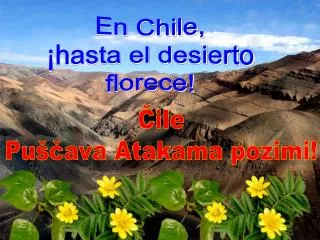 En Chile, ¡hasta el desierto florece!