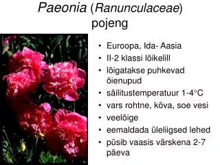 Paeonia ( Ranunculaceae ) pojeng