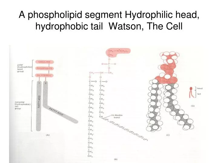 a phospholipid segment hydrophilic head hydrophobic tail watson the cell