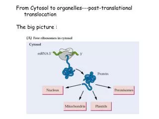From Cytosol to organelles---post-translational translocation The big picture :