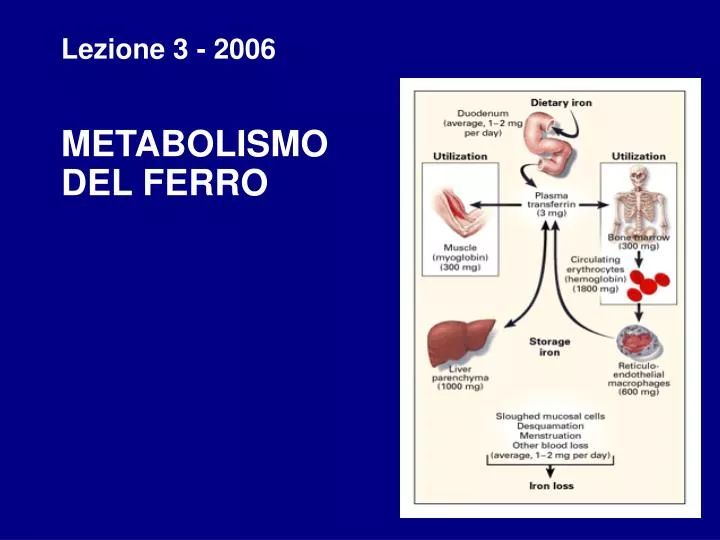 lezione 3 2006 metabolismo del ferro
