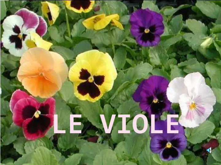 le viole