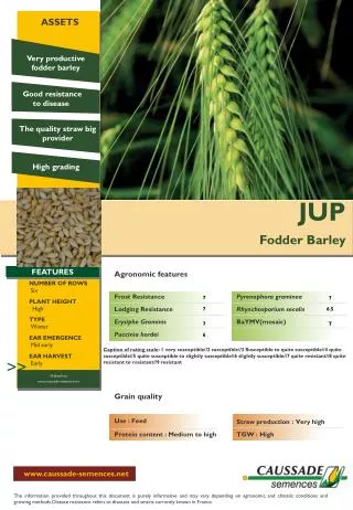 JUP Fodder Barley