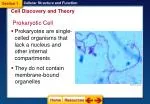 Prokaryotic Cell
