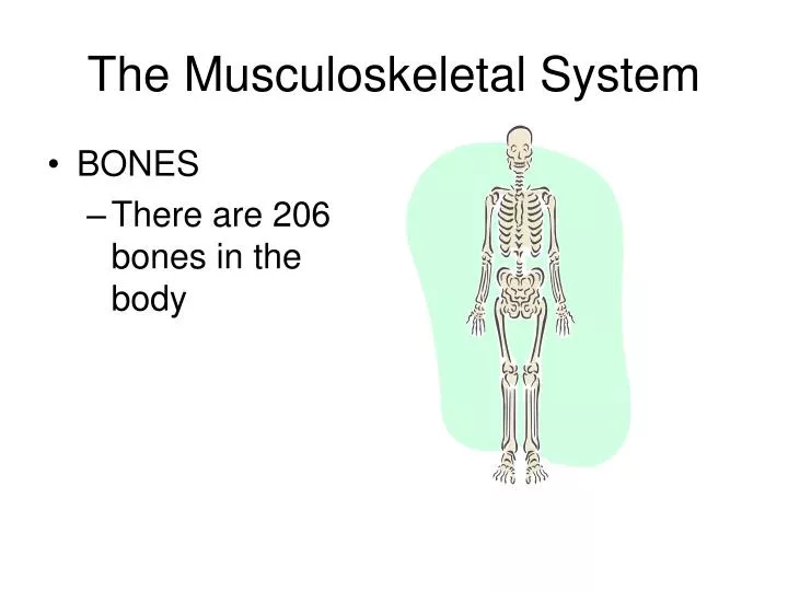 the musculoskeletal system