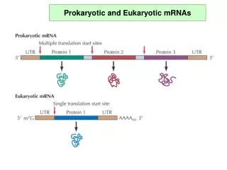 Prokaryotic and Eukaryotic mRNAs