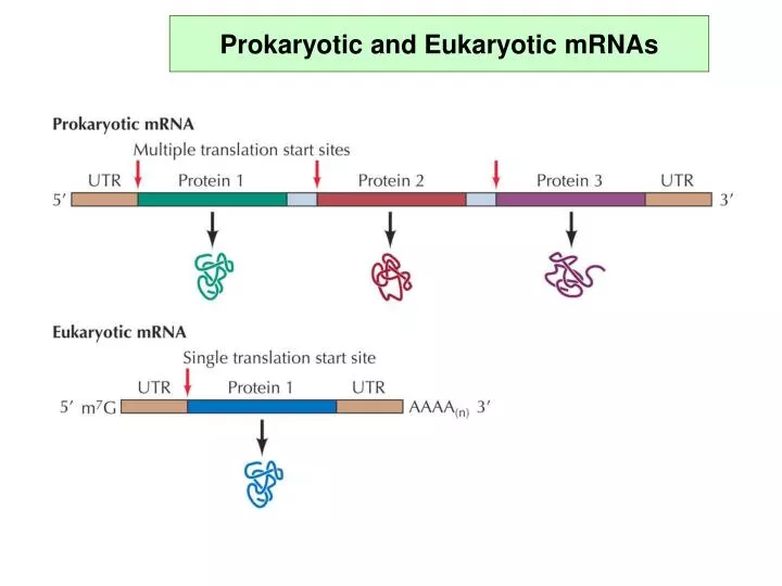 prokaryotic and eukaryotic mrnas