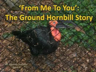 ‘From Me To You’: The Ground Hornbill Story