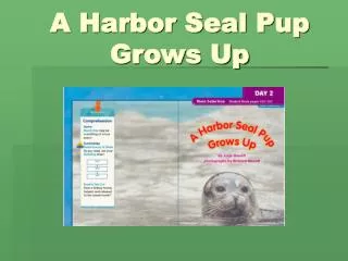 A Harbor Seal Pup Grows Up