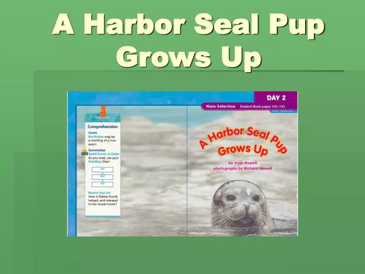 a harbor seal pup grows up
