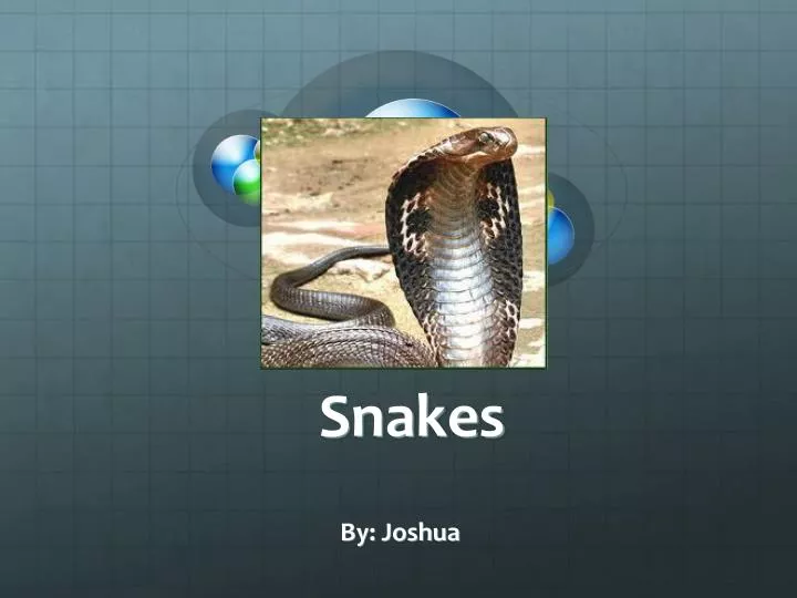 snakes