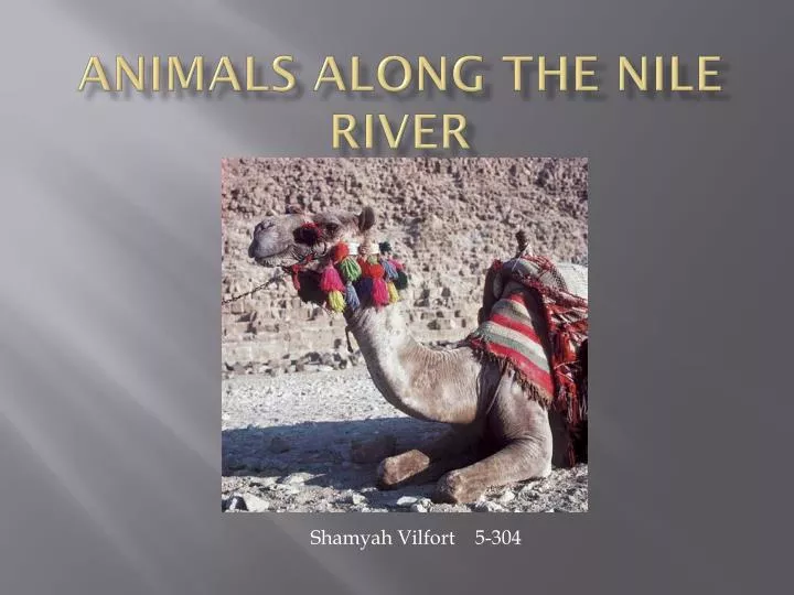 animals along the nile river