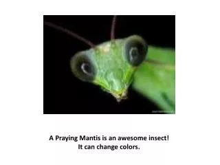 A Praying Mantis is an awesome insect! It can change colors.