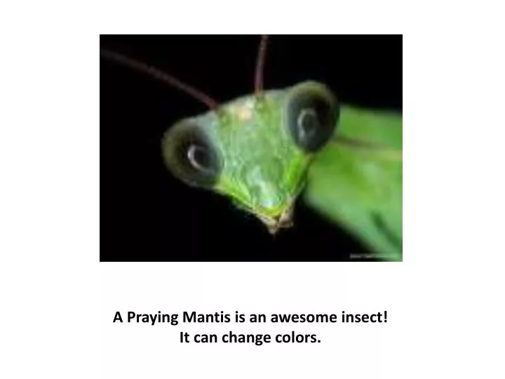 a praying mantis is an awesome insect it can change colors