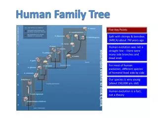 Human Family Tree