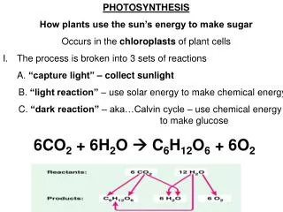 PHOTOSYNTHESIS How plants use the sun’s energy to make sugar