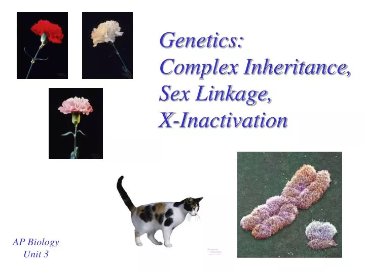 genetics complex inheritance sex linkage x inactivation