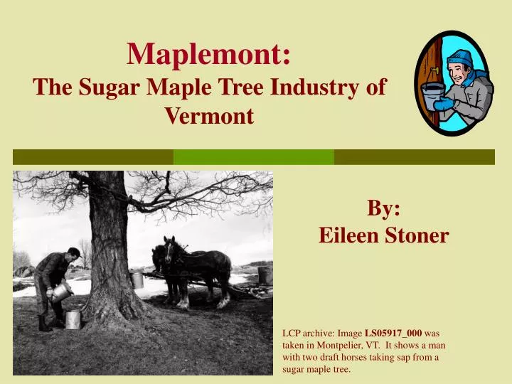 maplemont the sugar maple tree industry of vermont