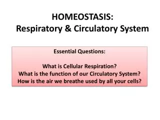 HOMEOSTASIS: Respiratory &amp; Circulatory System