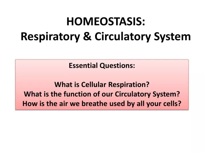 homeostasis respiratory circulatory system