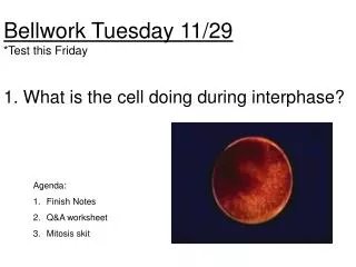 Bellwork Tuesday 11/29 *Test this Friday 1. What is the cell doing during interphase?