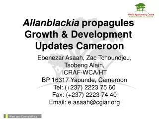 Allanblackia propagules Growth &amp; Development Updates Cameroon