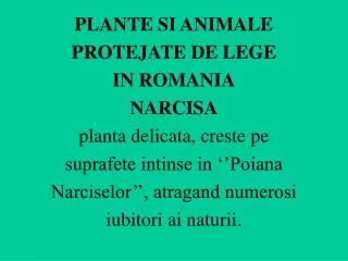 PLANTE SI ANIMALE PROTEJATE DE LEGE IN ROMANIA NARCISA planta delicata, creste pe