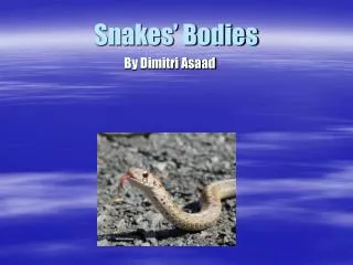 Snakes’ Bodies