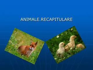 ANIMALE.RECAPITULARE
