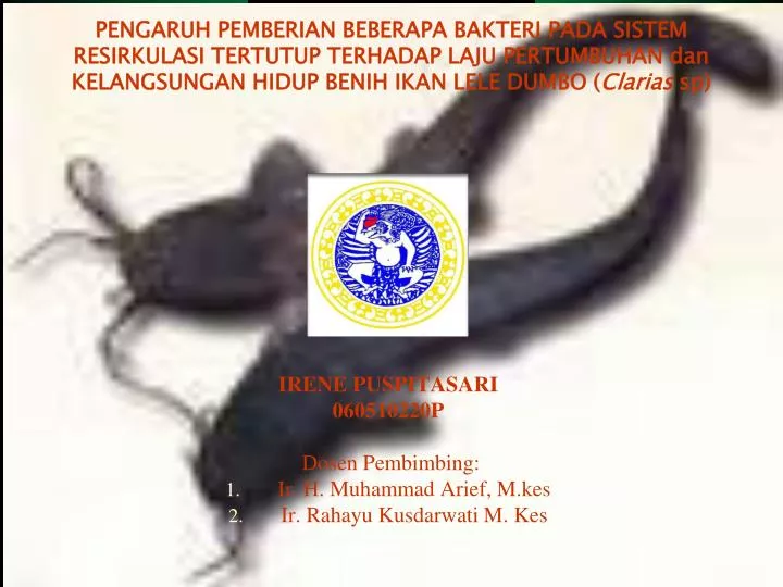 irene puspitasari 060510220p dosen pembimbing ir h muhammad arief m kes ir rahayu kusdarwati m kes