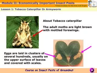 About Tobacco caterpillar The adult moths are light brown with mottled forewings.